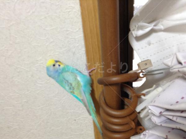 迷い鳥の写真