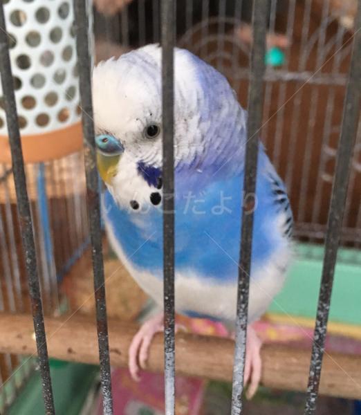 迷い鳥の写真