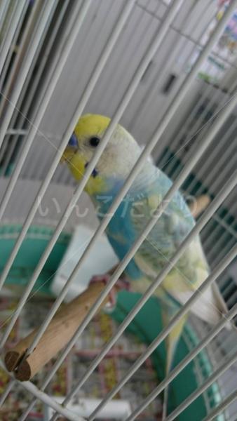 保護鳥の写真