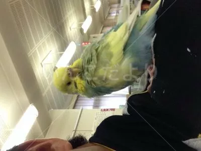保護鳥の写真