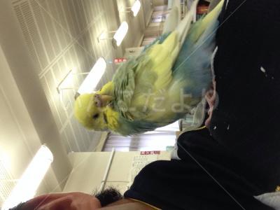 保護鳥の写真
