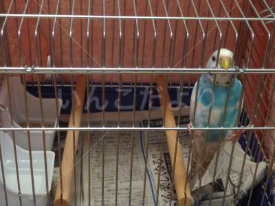 保護鳥の写真