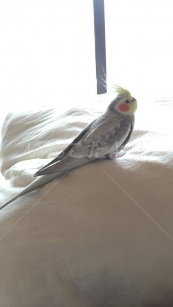 迷い鳥の写真