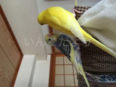 迷い鳥の写真