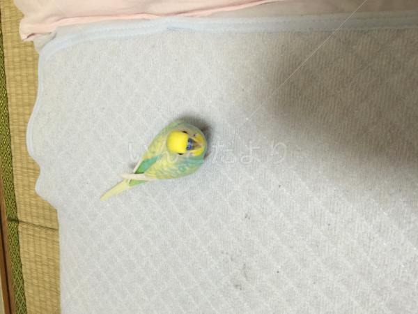 迷い鳥の写真