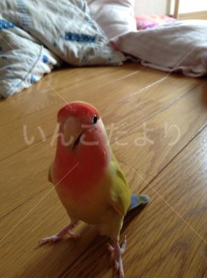 迷い鳥の写真