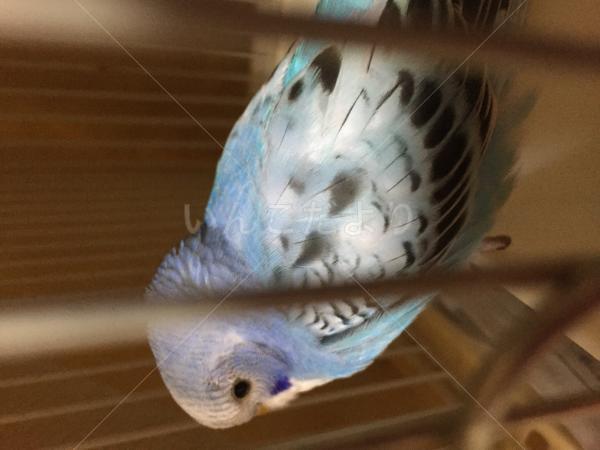 保護鳥の写真