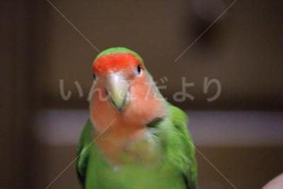 迷い鳥の写真