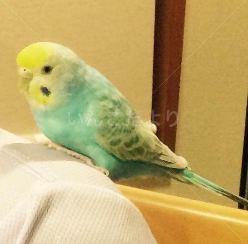 迷い鳥の写真