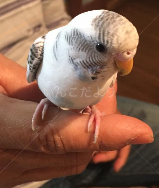保護鳥の写真