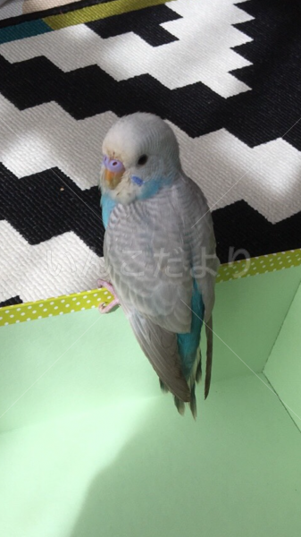 保護鳥の写真