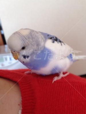 迷い鳥の写真