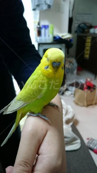 保護鳥の写真
