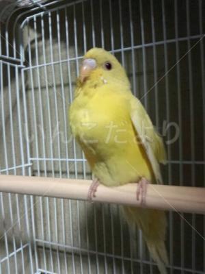 保護鳥の写真