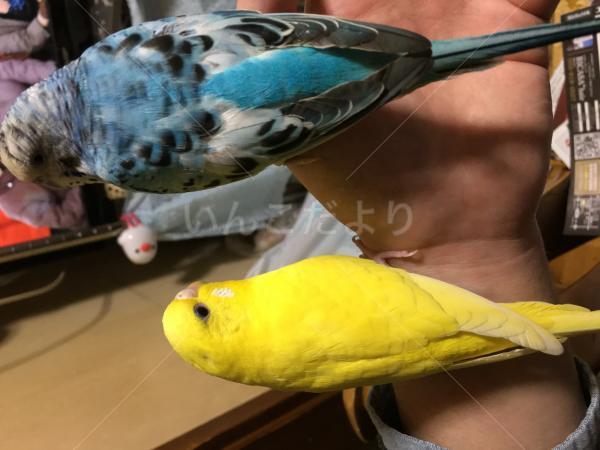 迷い鳥の写真
