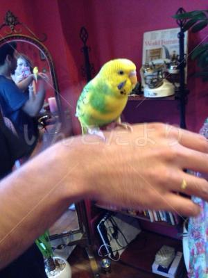 保護鳥の写真