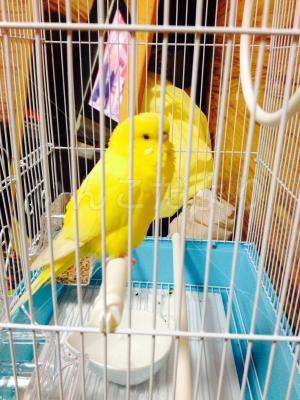 保護鳥の写真