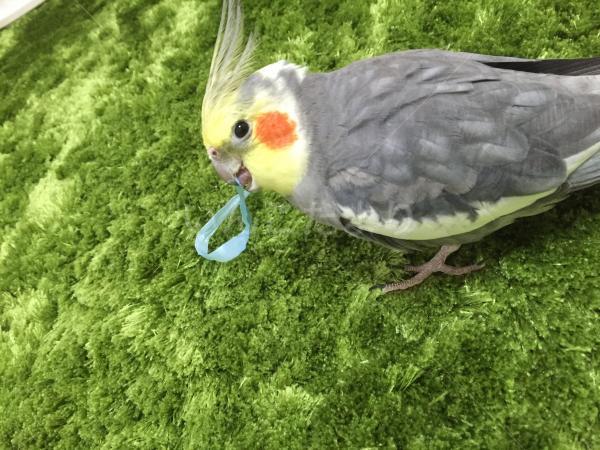迷い鳥の写真