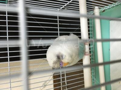 保護鳥の写真