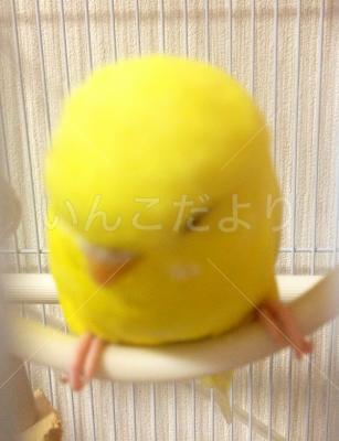 保護鳥の写真