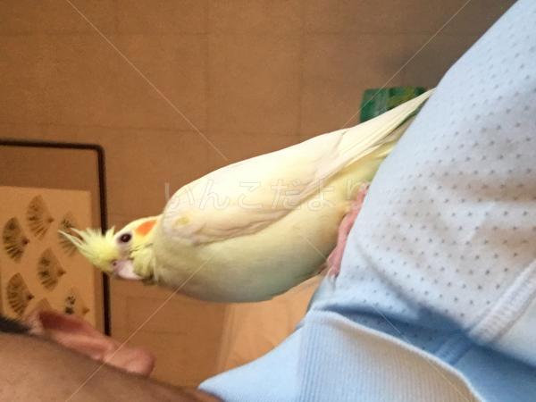 迷い鳥の写真