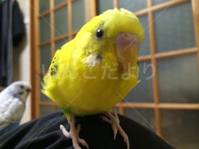 迷い鳥の写真