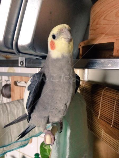 迷い鳥の写真