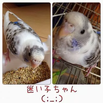 保護鳥の写真