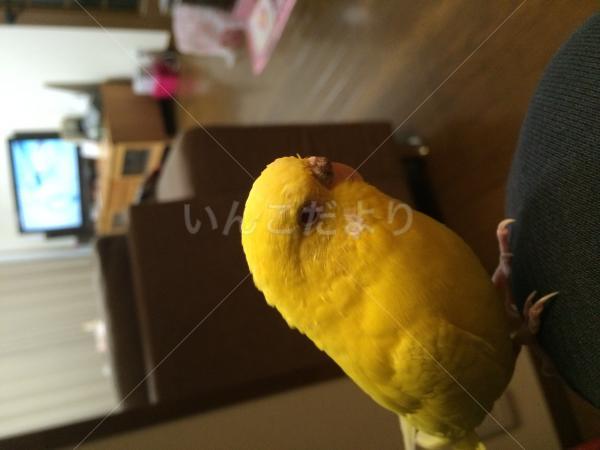 迷い鳥の写真