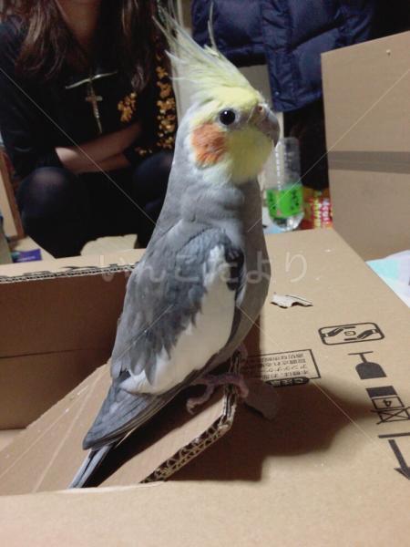 保護鳥の写真