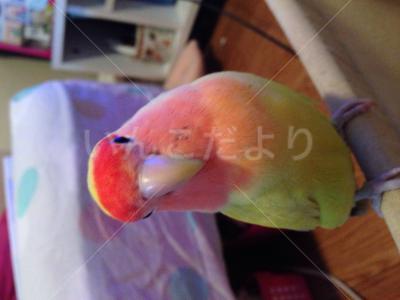 迷い鳥の写真