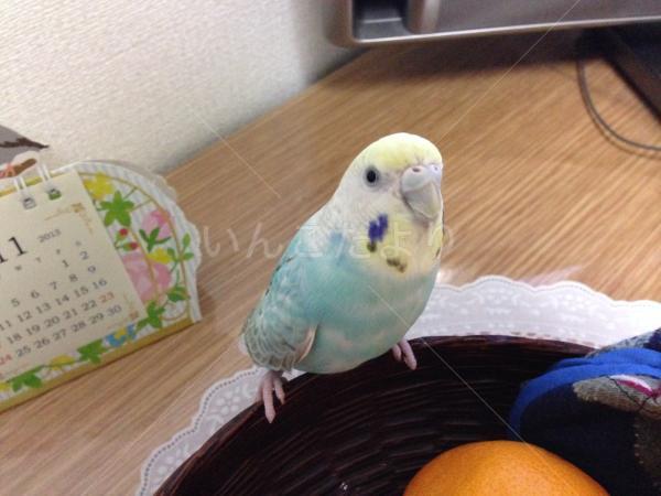 迷い鳥の写真