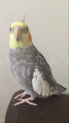 迷い鳥の写真