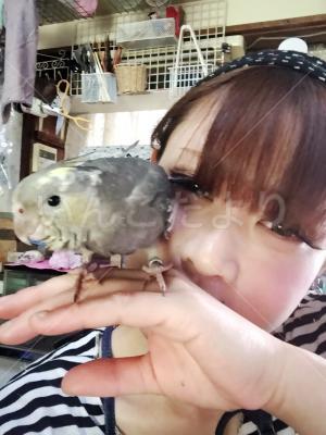 迷い鳥の写真