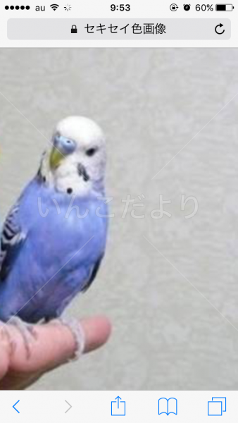 迷い鳥の写真