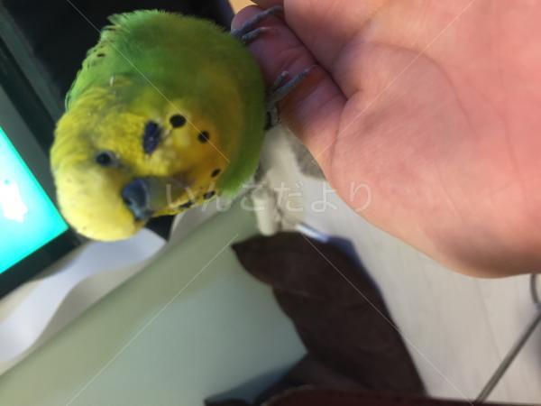 保護鳥の写真
