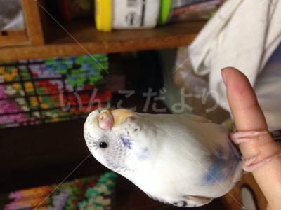 迷い鳥の写真