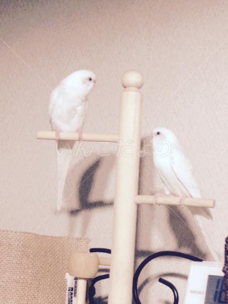 迷い鳥の写真