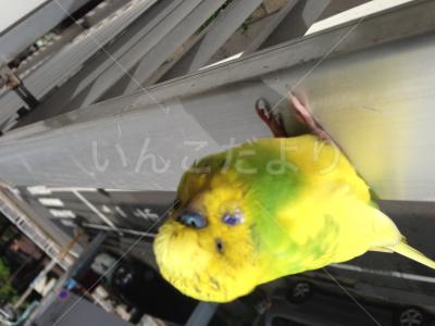 保護鳥の写真