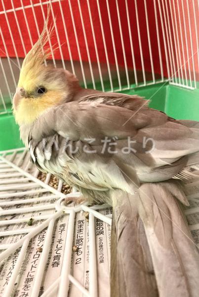 保護鳥の写真