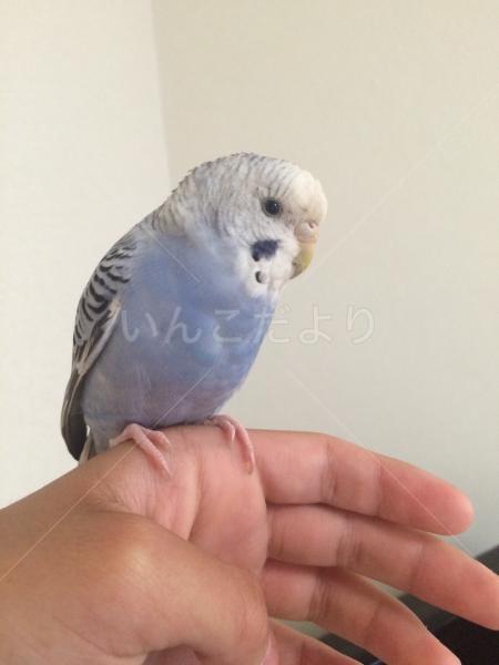 保護鳥の写真