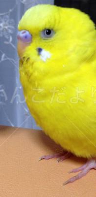 迷い鳥の写真