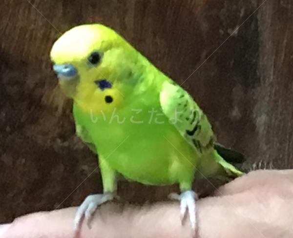 保護鳥の写真