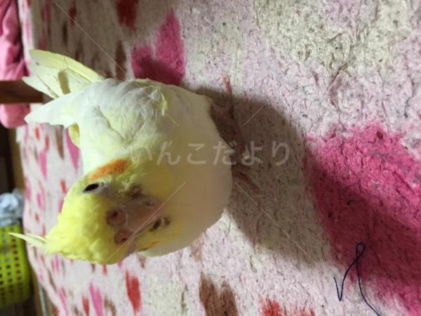 迷い鳥の写真
