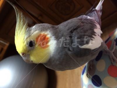 迷い鳥の写真