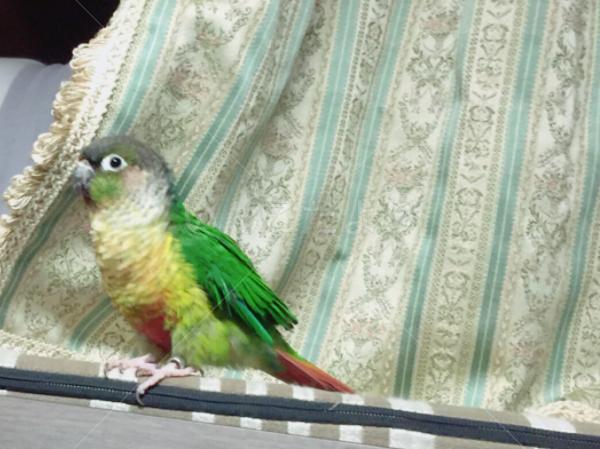 迷い鳥の写真