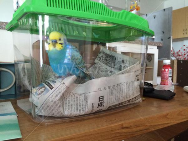 保護鳥の写真