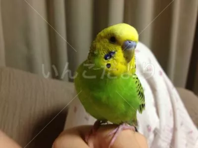 保護鳥の写真