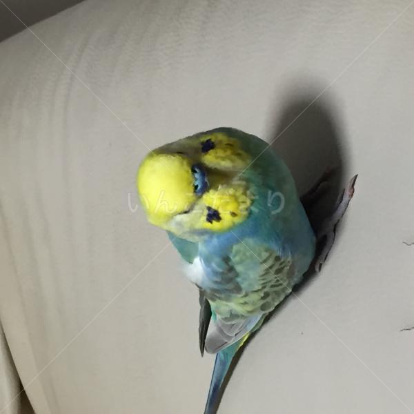 迷い鳥の写真