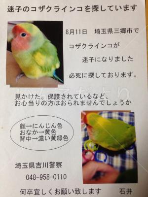 迷い鳥の写真